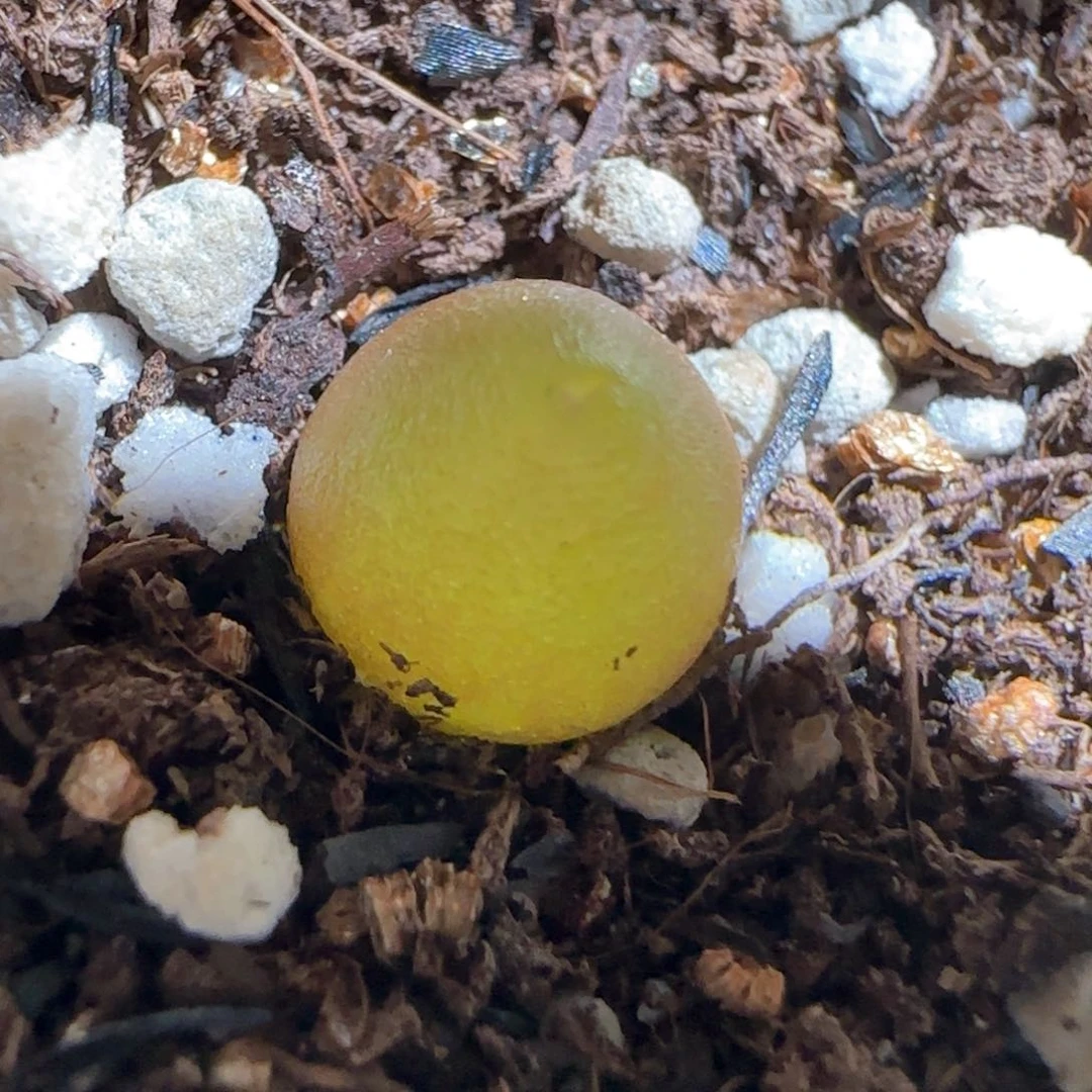 肉锥多肉植物组合483