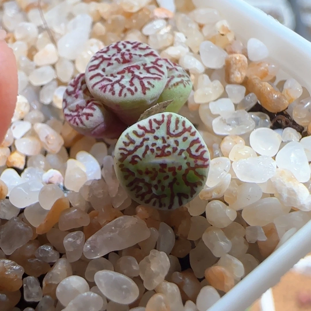 肉锥多肉植物百科1709
