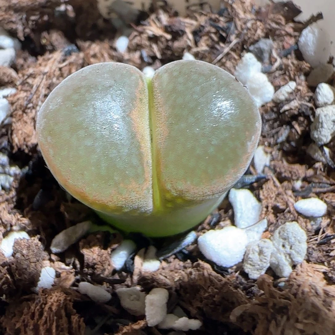 肉锥多肉植物百科1440