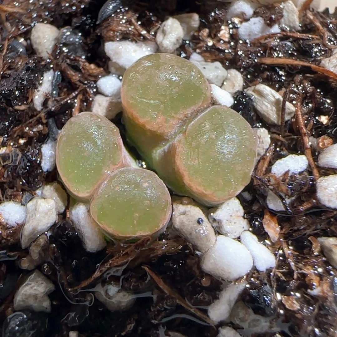 肉锥多肉植物百科644