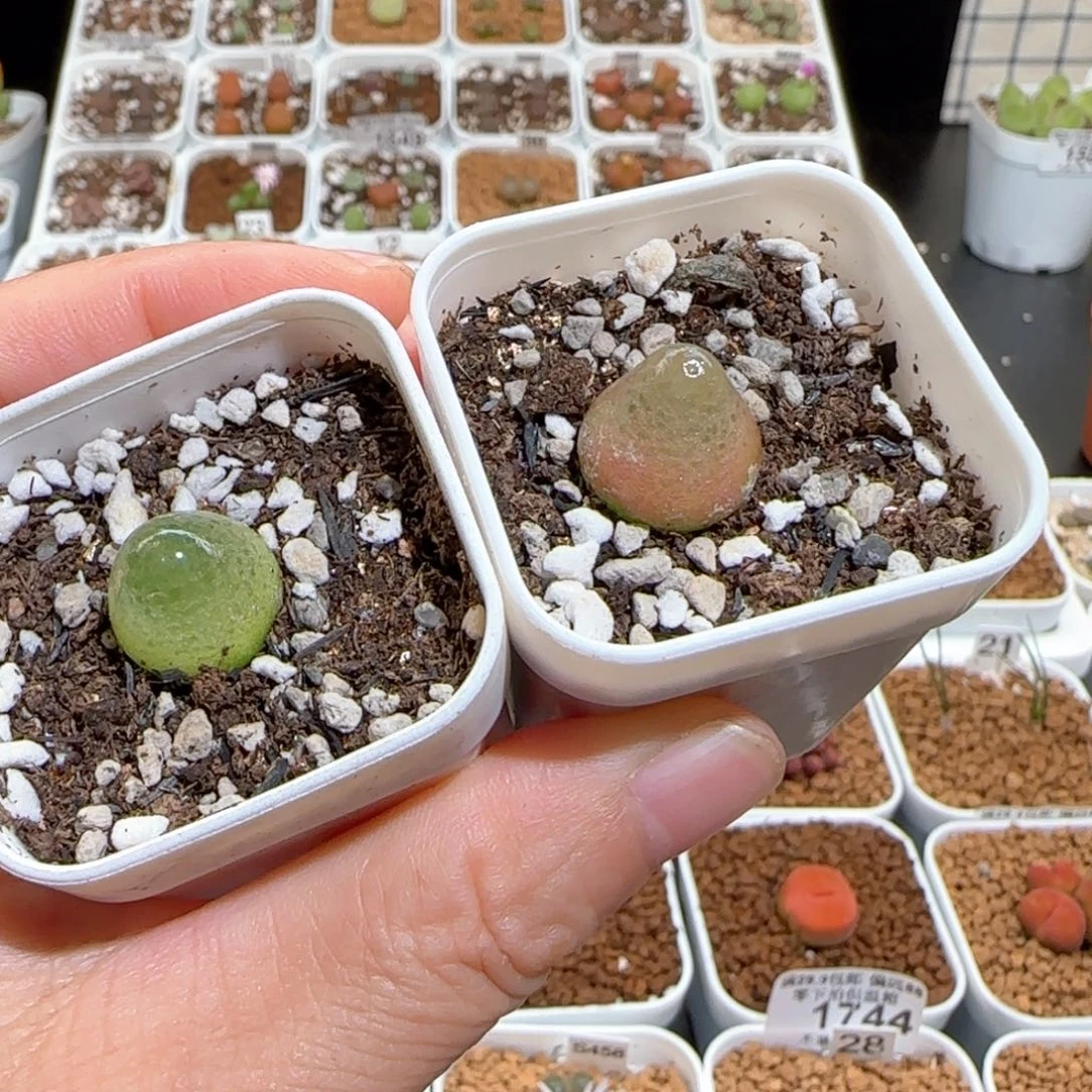 肉锥多肉植物百科18