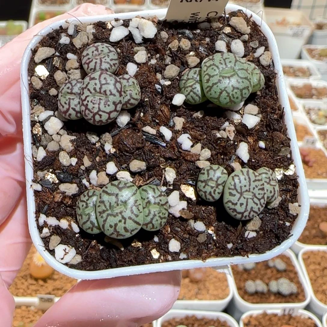 肉锥多肉植物百科-rr714墨一盆884