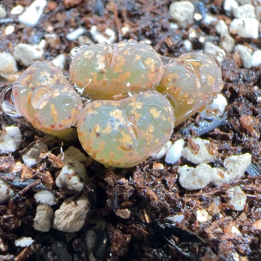 肉锥多肉植物百科699