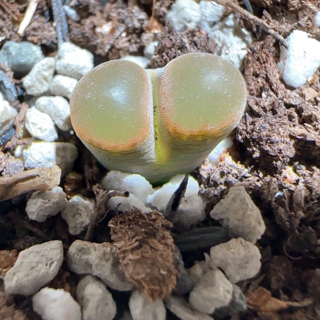 肉锥多肉植物百科1636