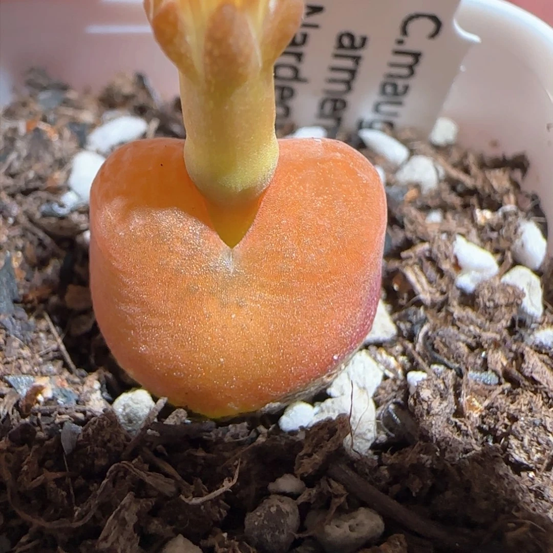 肉锥多肉植物百科-水蜜桃1361