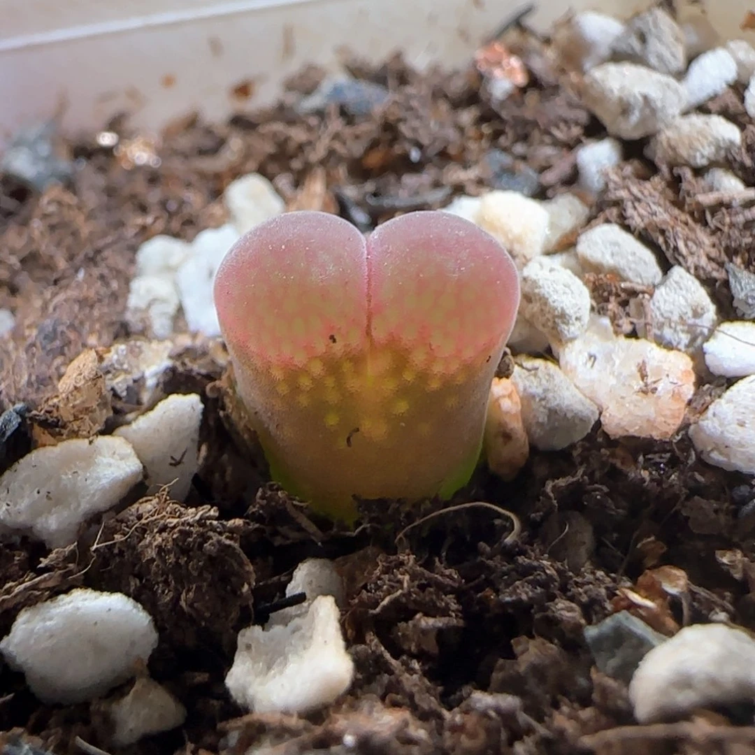 肉锥多肉植物百科1657