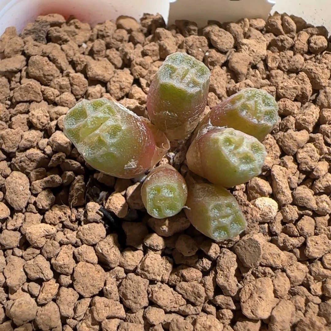 肉锥多肉植物百科629