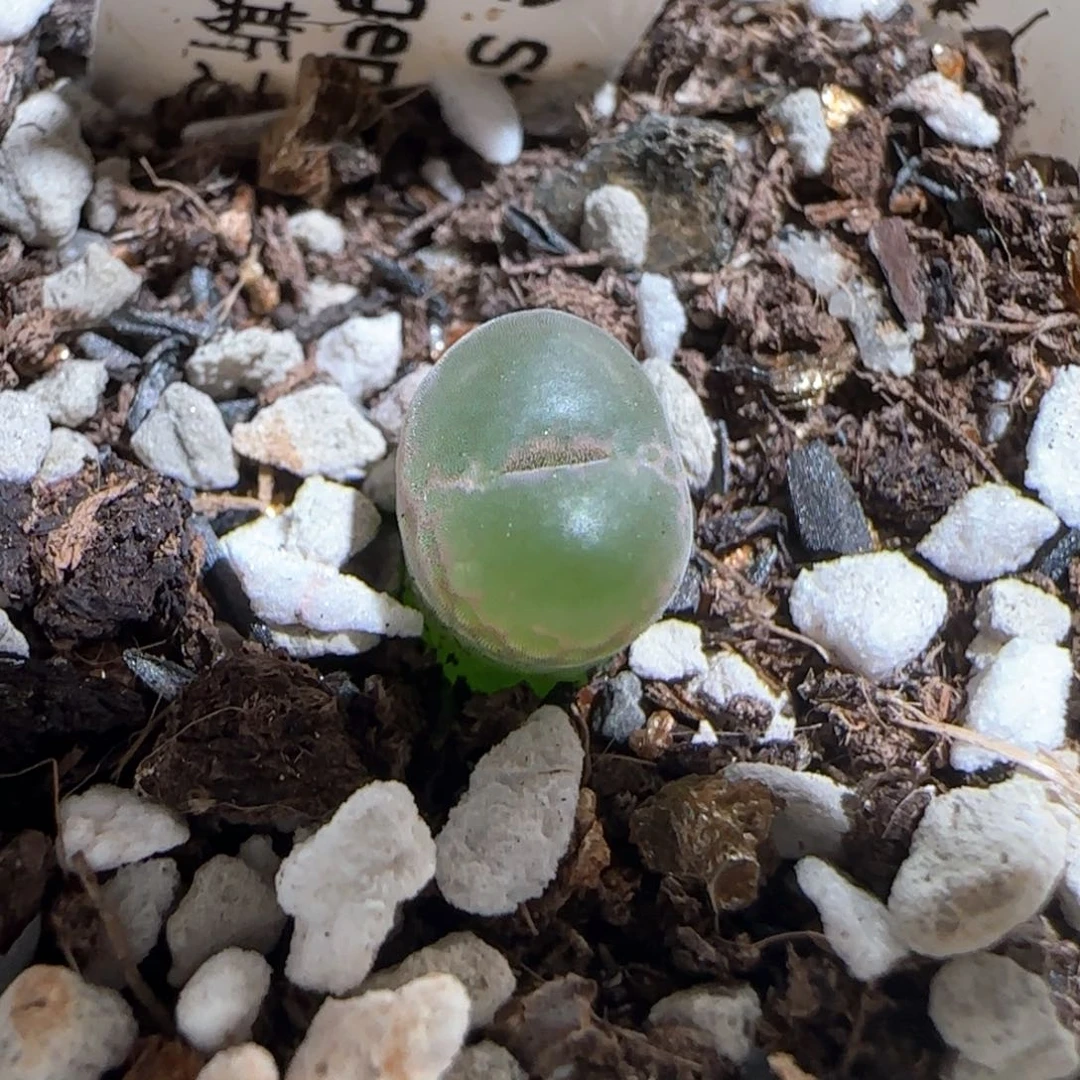 肉锥多肉植物百科72