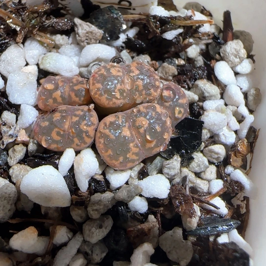 肉锥多肉植物百科1685有疤