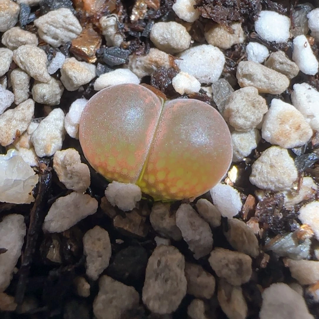 肉锥多肉植物百科280
