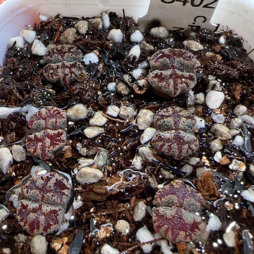 肉锥多肉植物百科663一盆