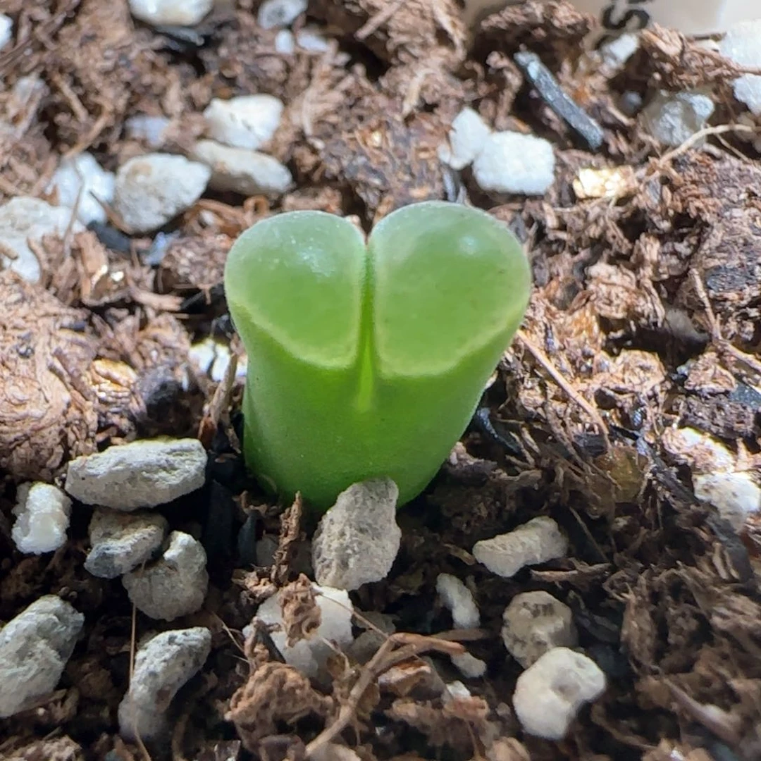 肉锥多肉植物百科1615