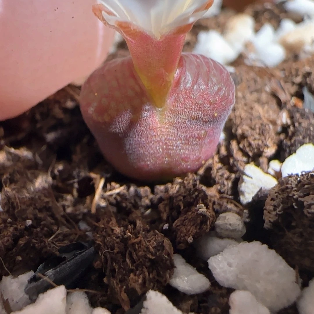 肉锥多肉植物百科-流沙风铃289