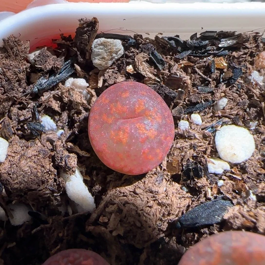 肉锥多肉植物百科623
