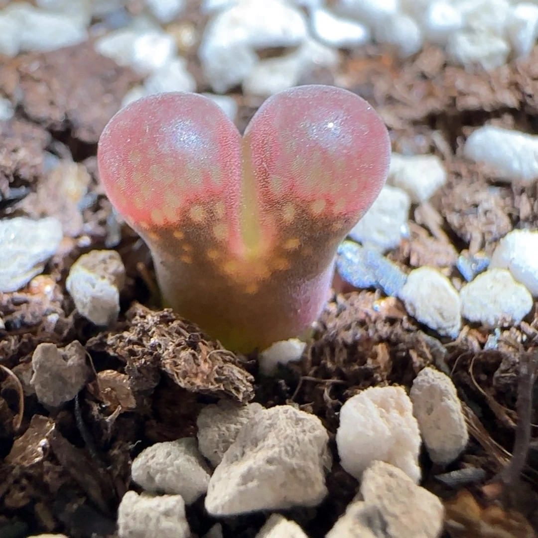 肉锥多肉植物百科1642