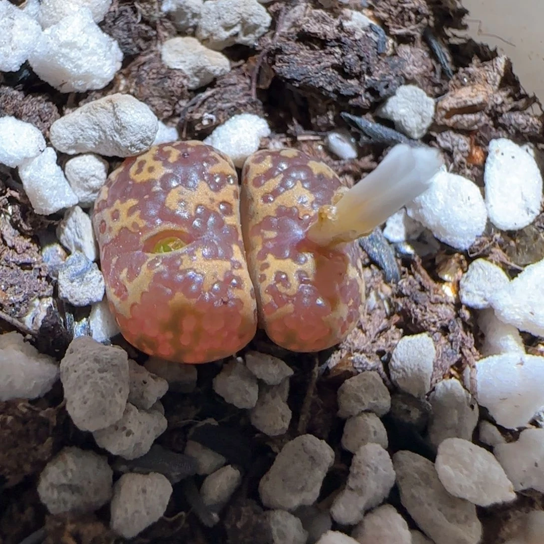 肉锥多肉植物百科117