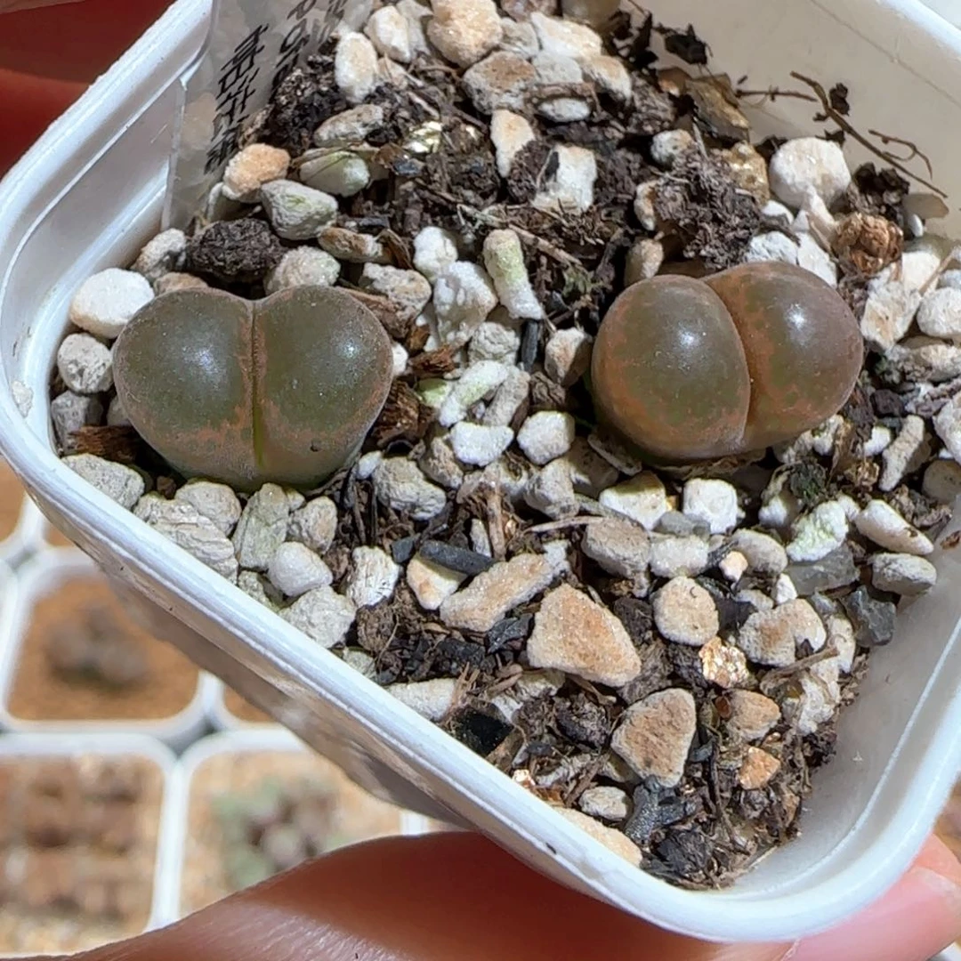 肉锥多肉植物百科1526