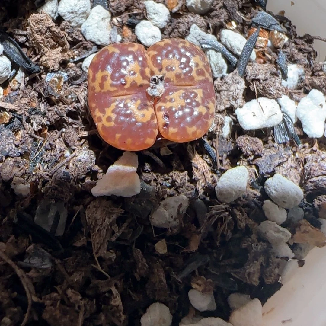 肉锥多肉植物百科-泡泡勋1161