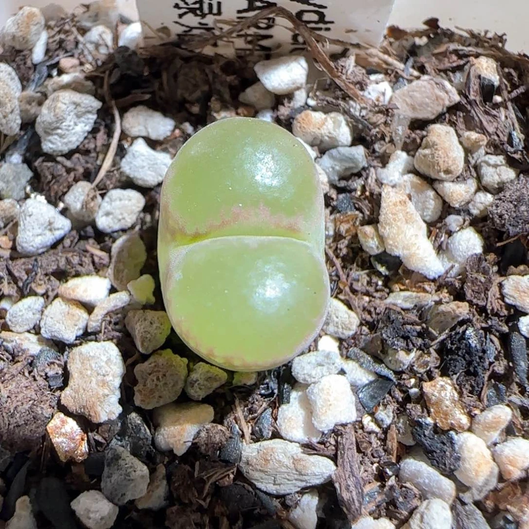肉锥多肉植物百科692