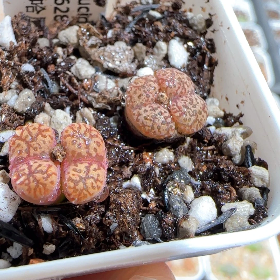 肉锥多肉植物百科792