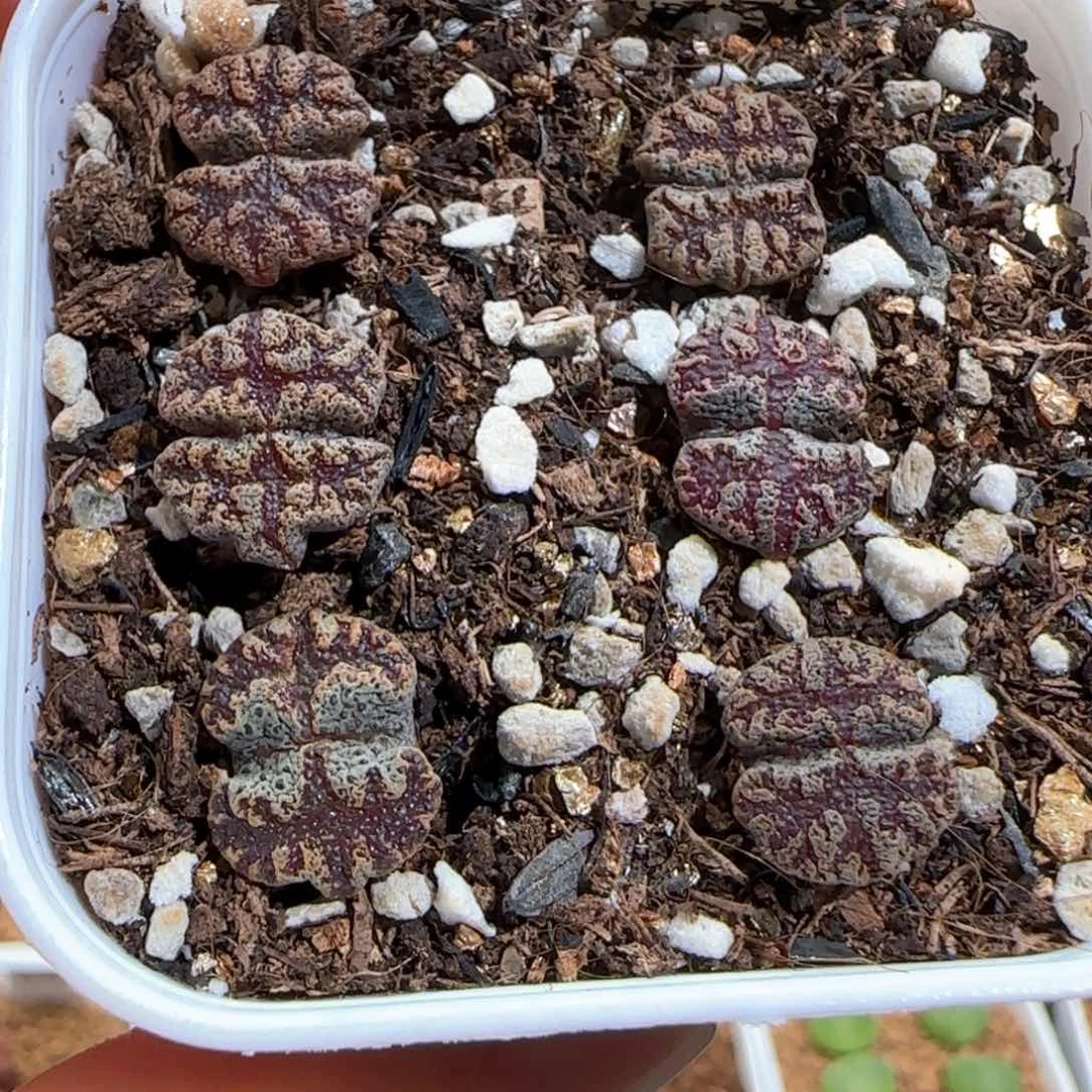 肉锥多肉植物百科741一盆