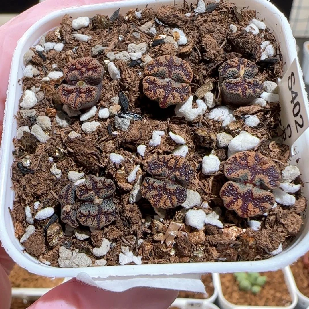 肉锥多肉植物百科-蝴蝶一盆70