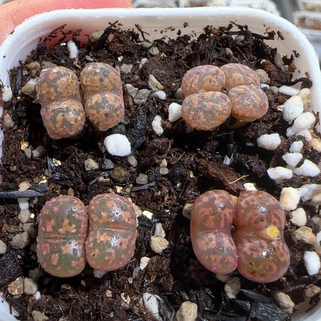 肉锥多肉植物百科271一盆