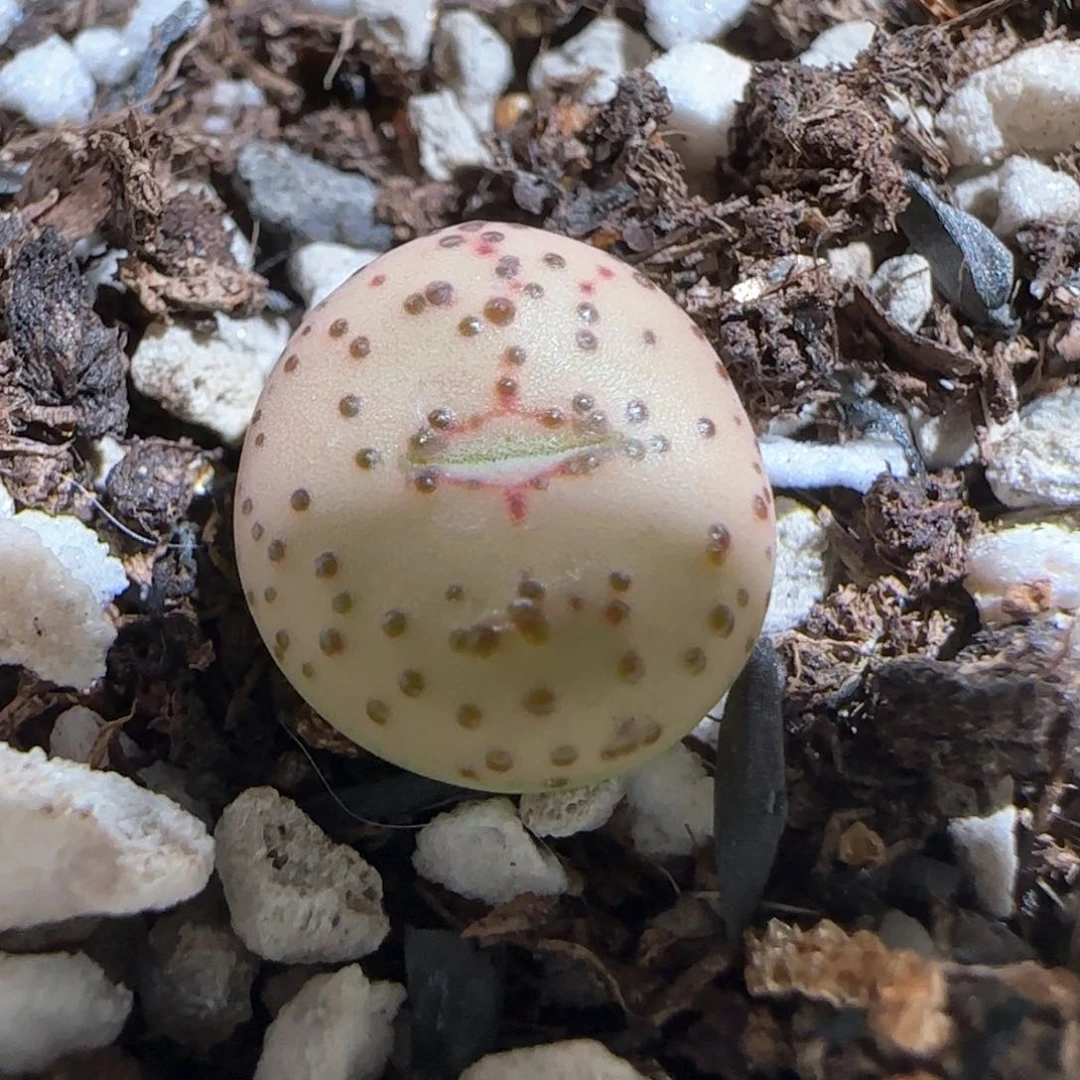 肉锥多肉植物组合463