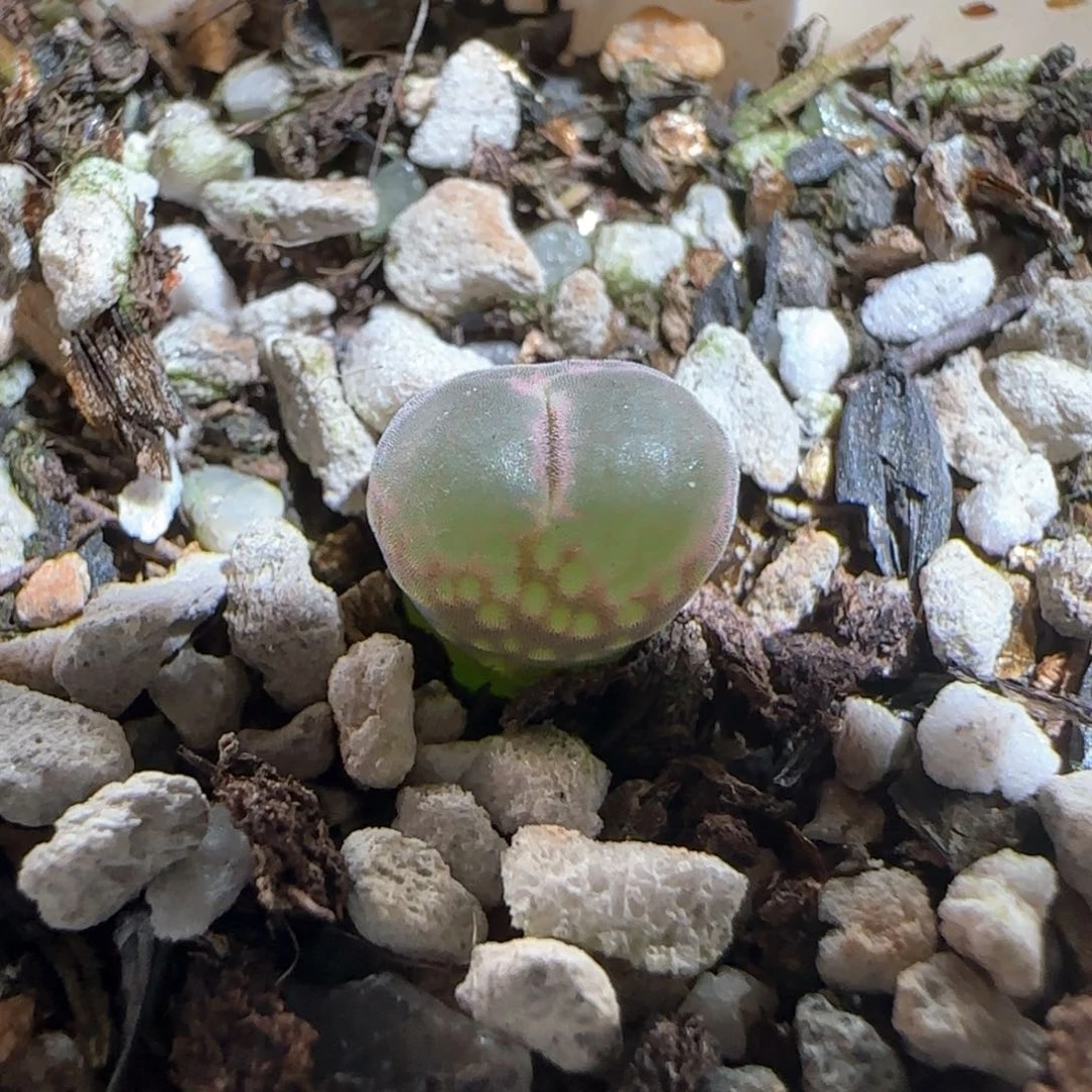 肉锥多肉植物百科29