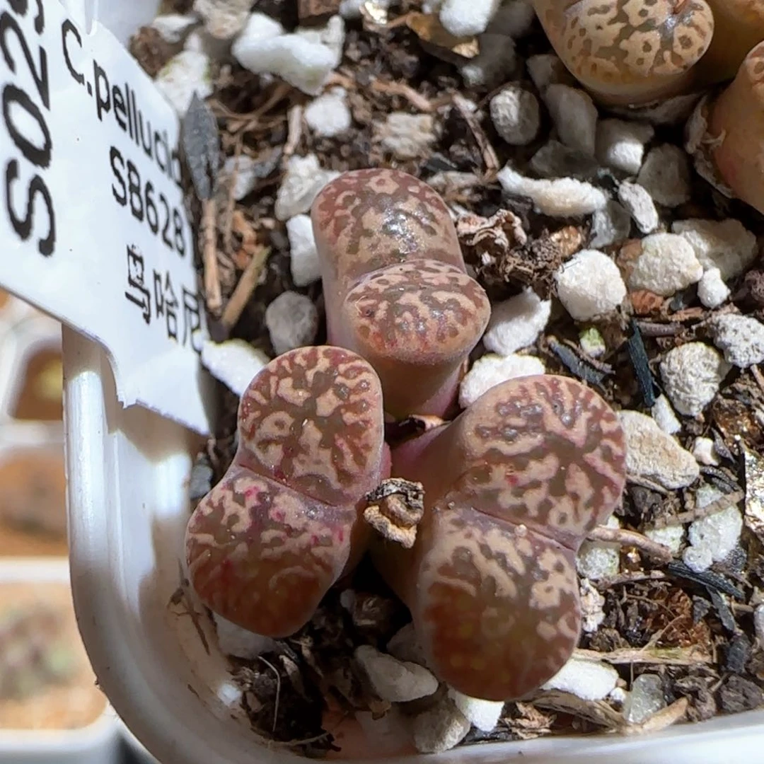 肉锥多肉植物百科424