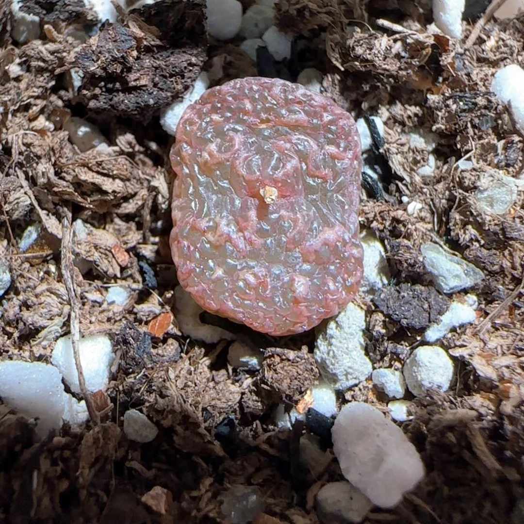 肉锥多肉植物百科-10km泡泡勋1265