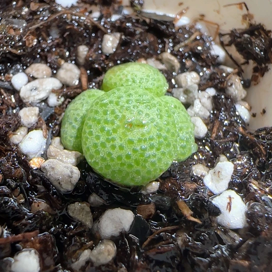 肉锥多肉植物百科1679