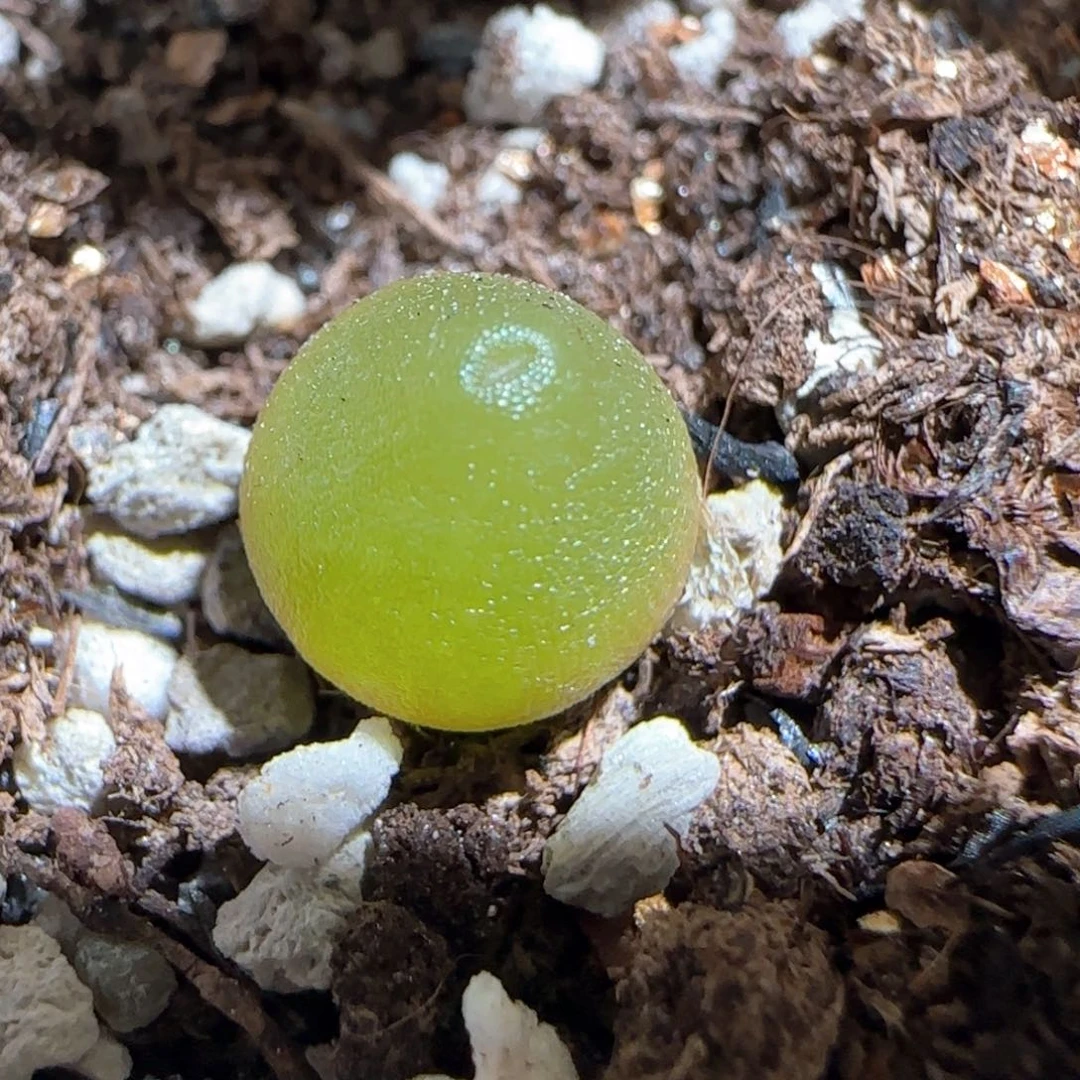 肉锥多肉植物百科402