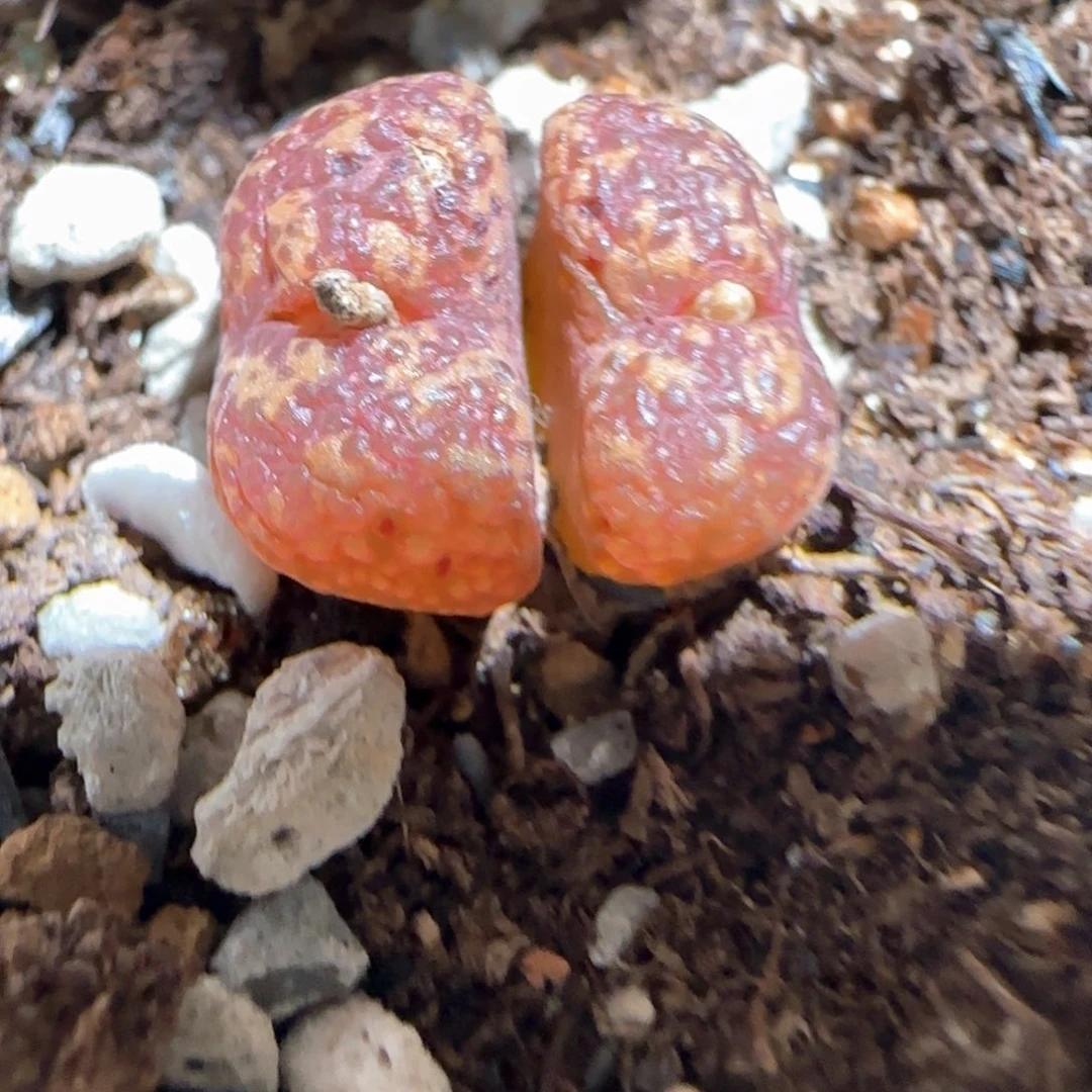 肉锥多肉植物百科-泡泡勋63