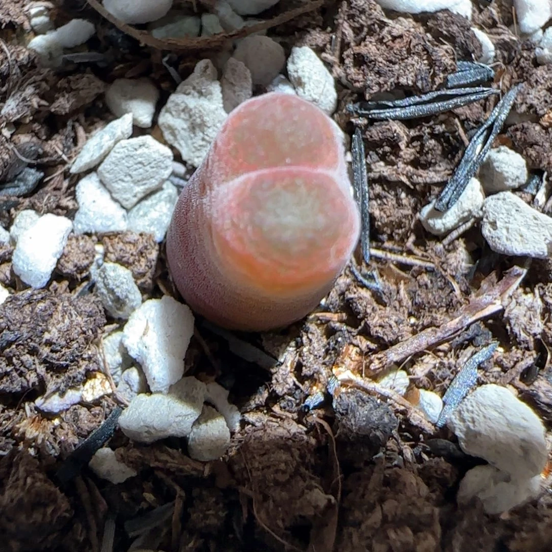 肉锥多肉植物百科208