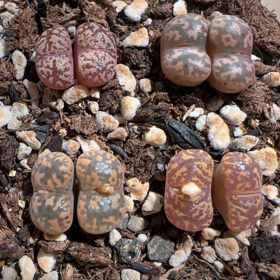 肉锥多肉植物百科770一盆