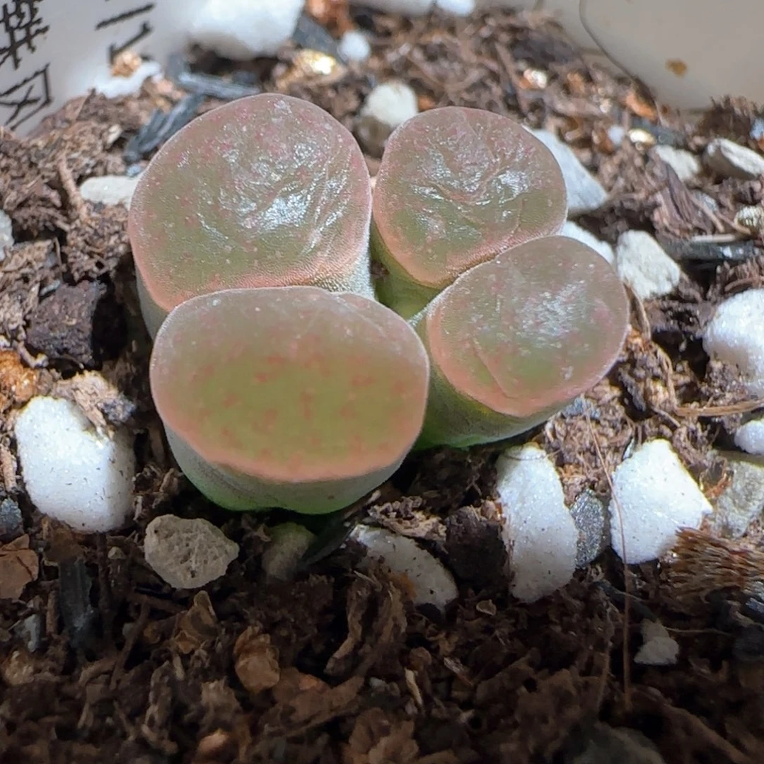 我****肉肉锥多肉植物百科1328