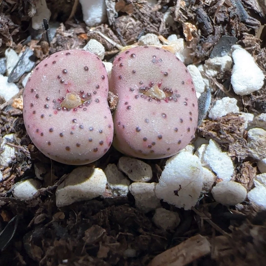 肉锥多肉植物百科-火龙果安贞916