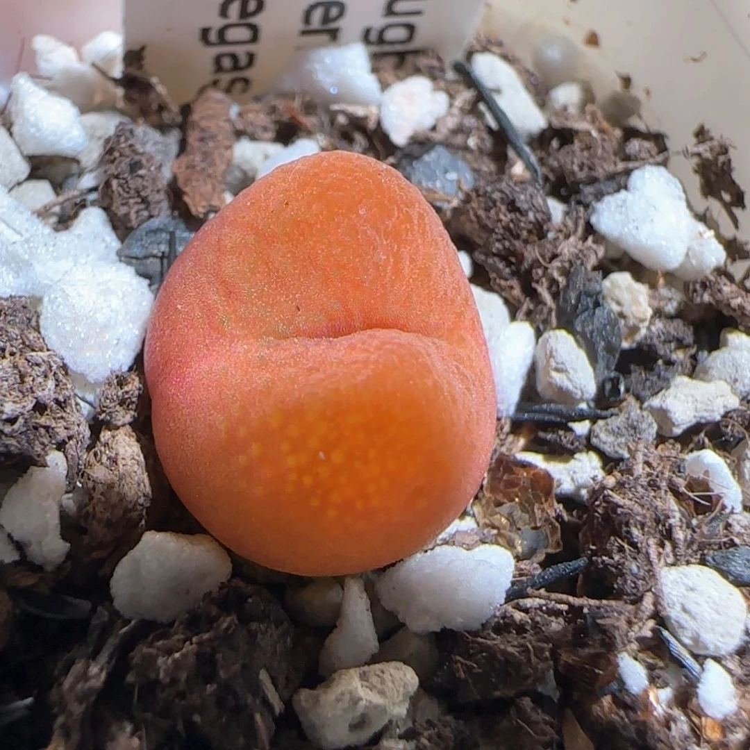 肉锥多肉植物百科435
