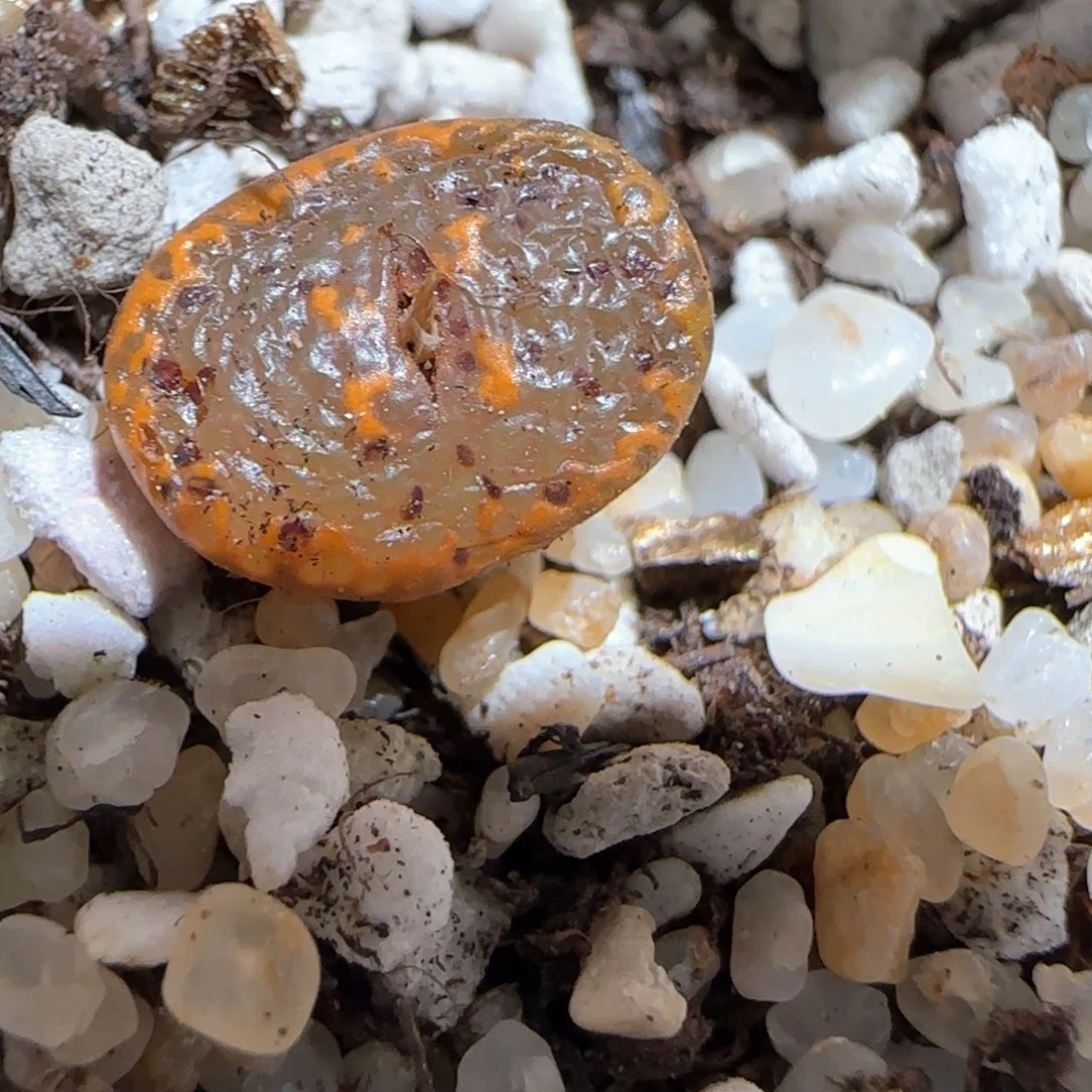 肉锥多肉植物百科-k勋福利830