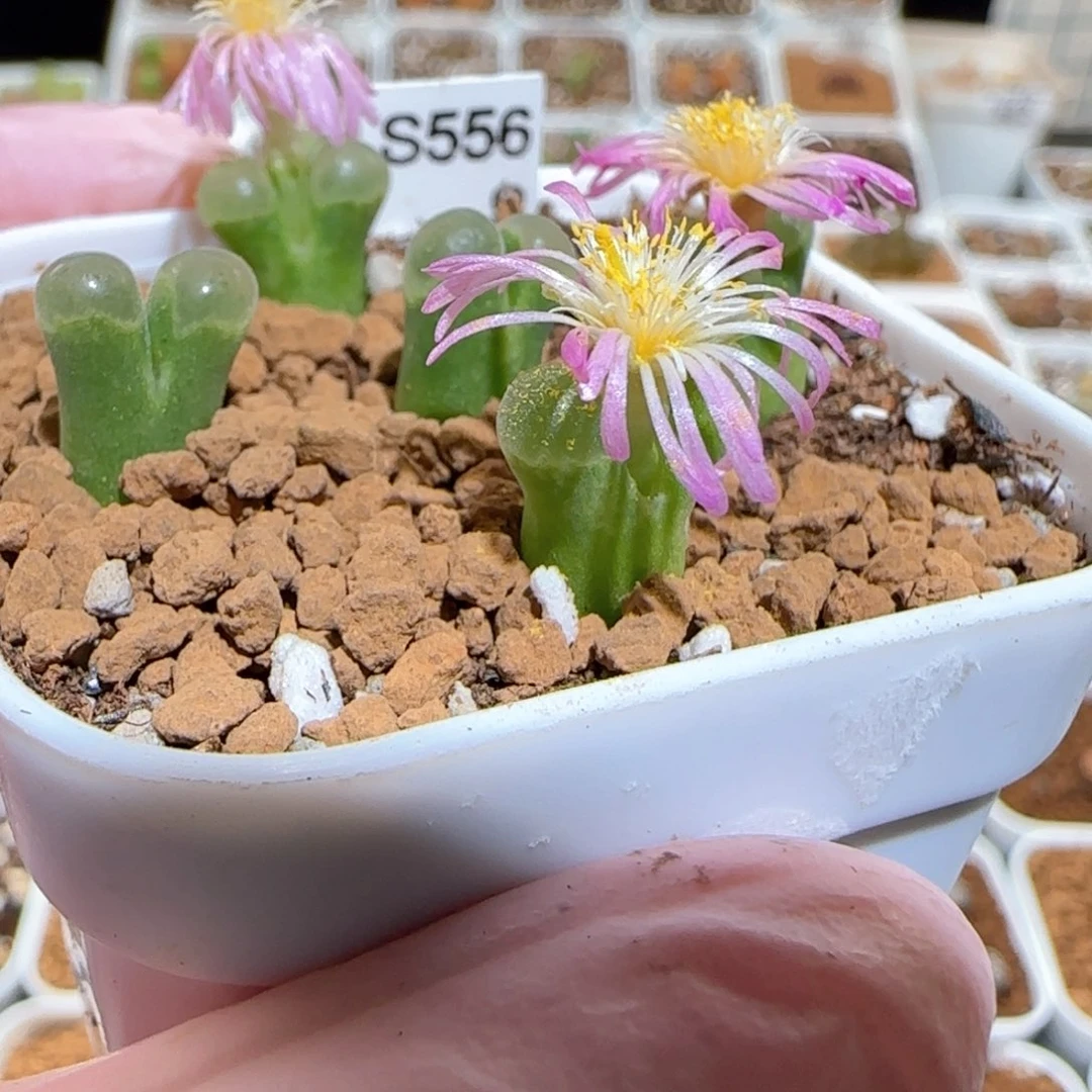 肉锥多肉植物百科-极窗875