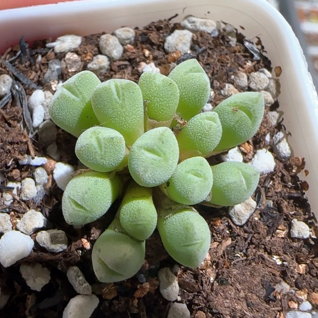 肉锥多肉植物百科146