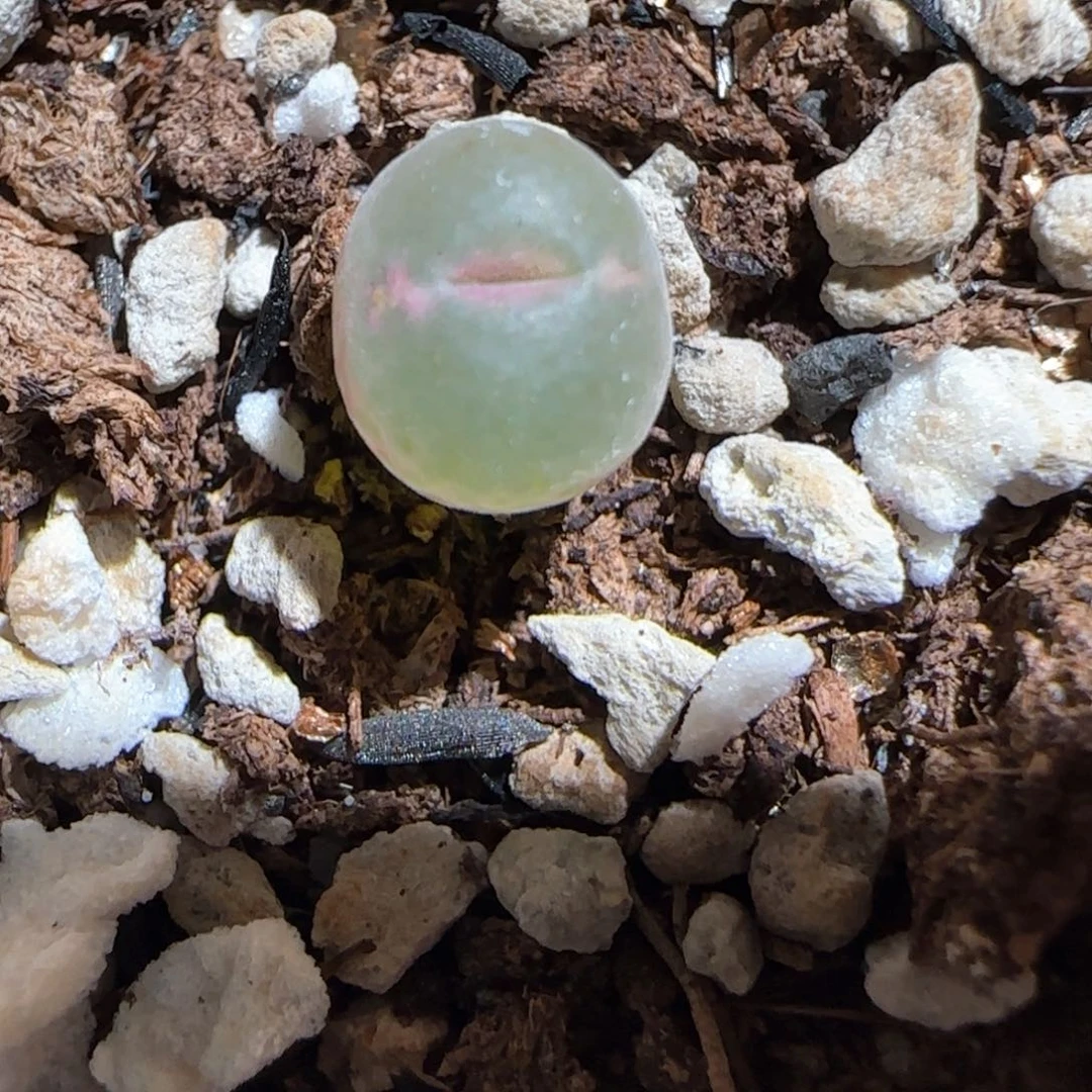 肉锥多肉植物百科-安格828