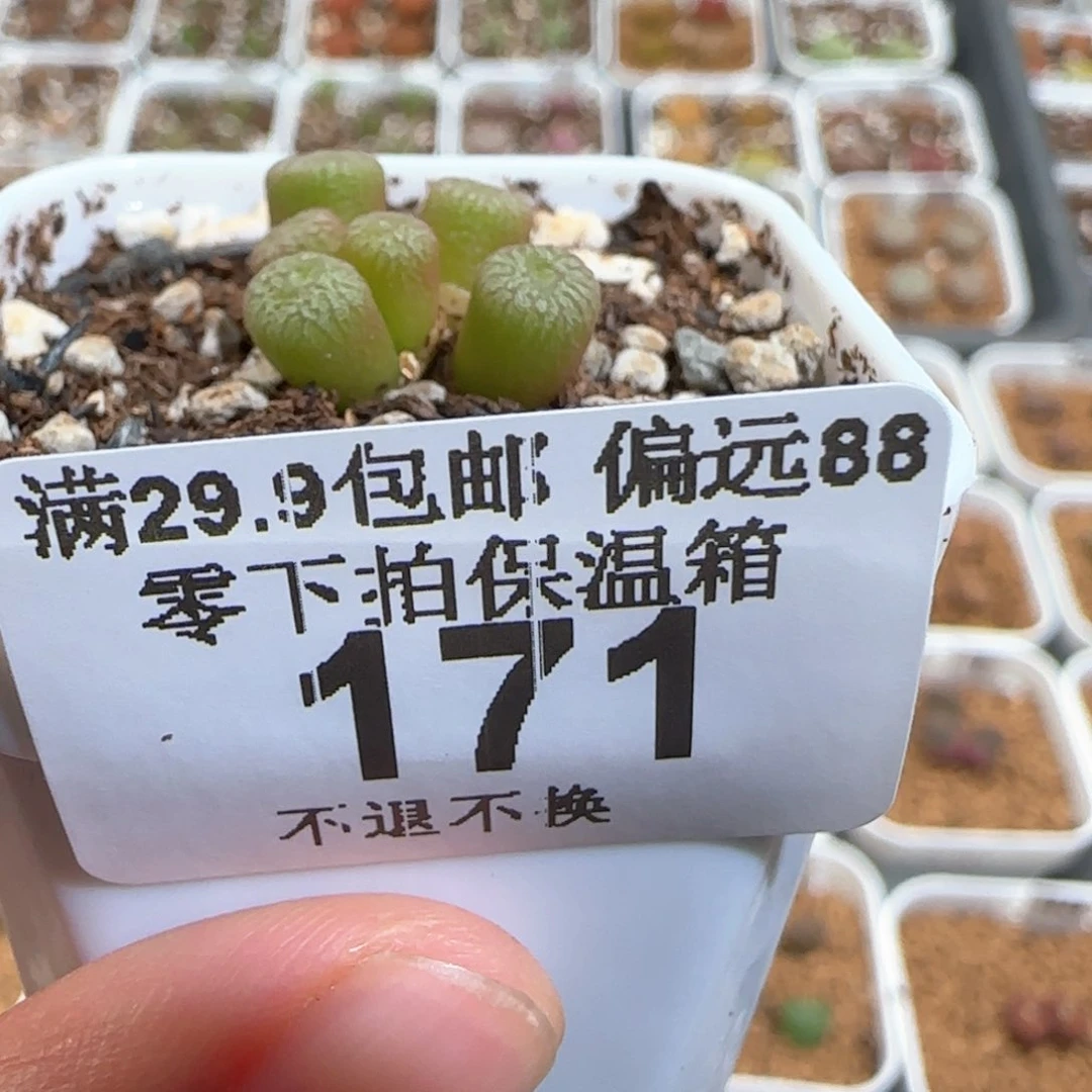 肉锥多肉植物百科171