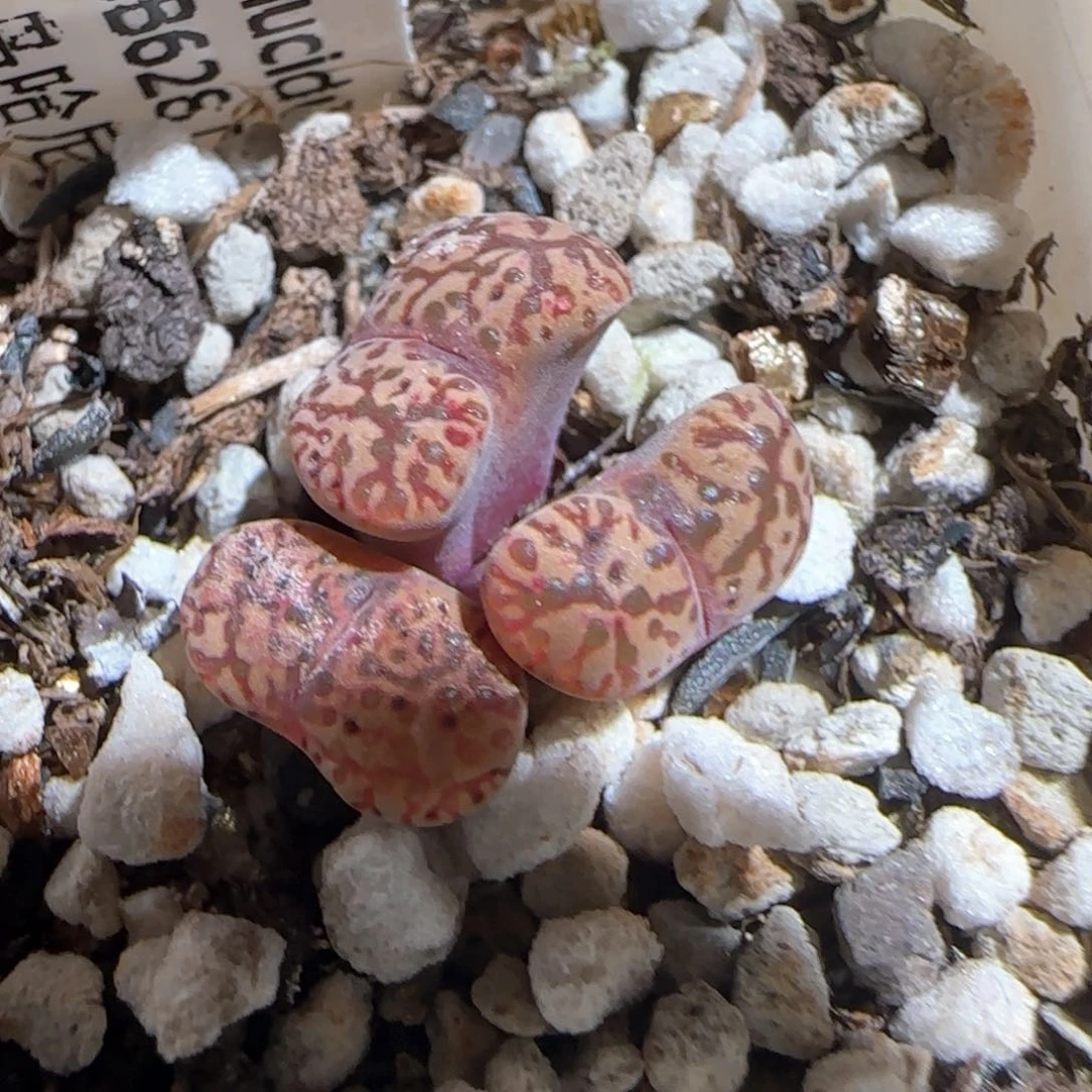 肉锥多肉植物百科76
