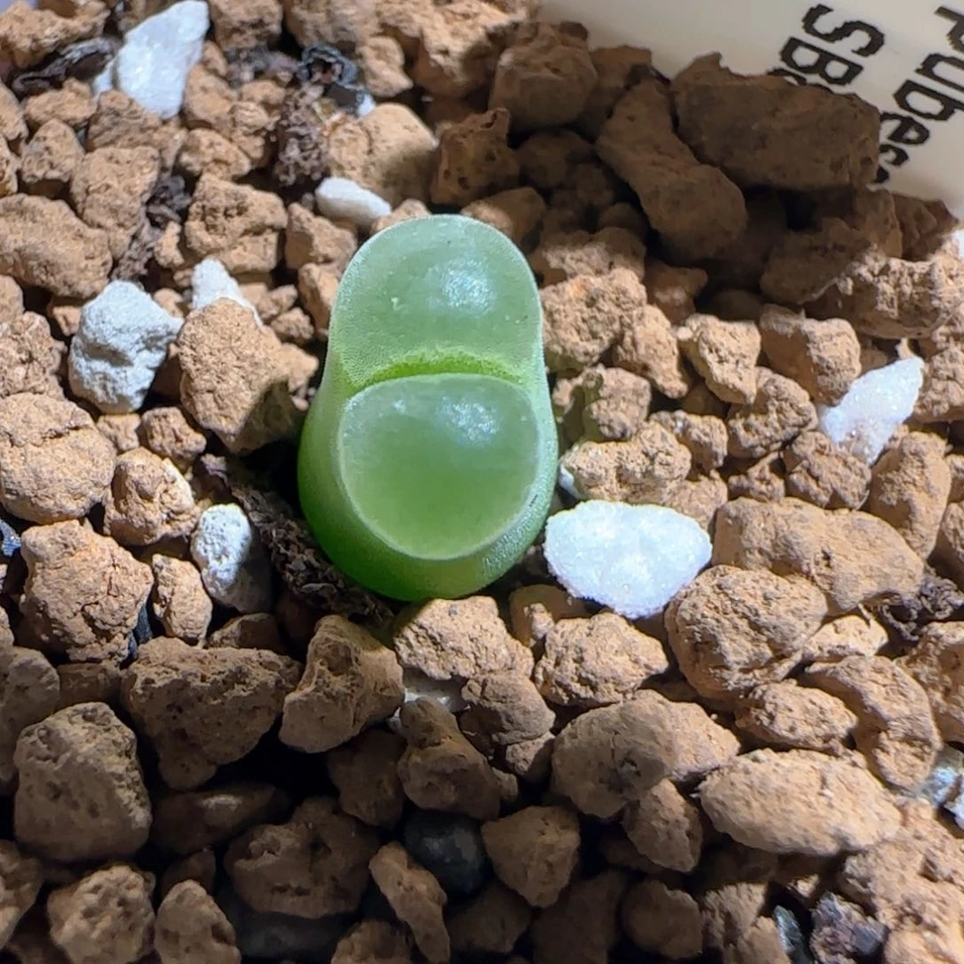 肉锥多肉植物百科653