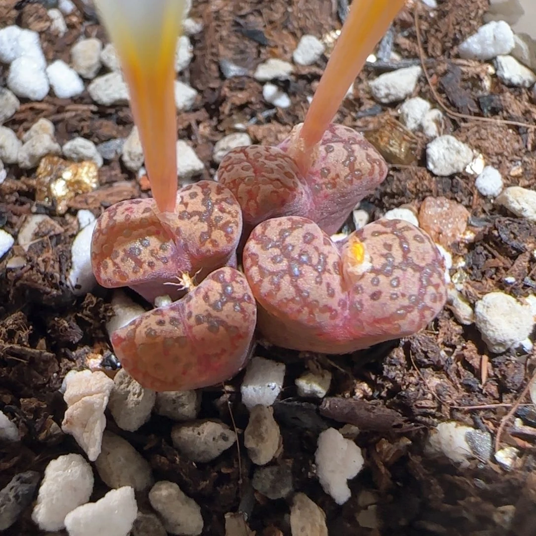 肉锥多肉植物百科473