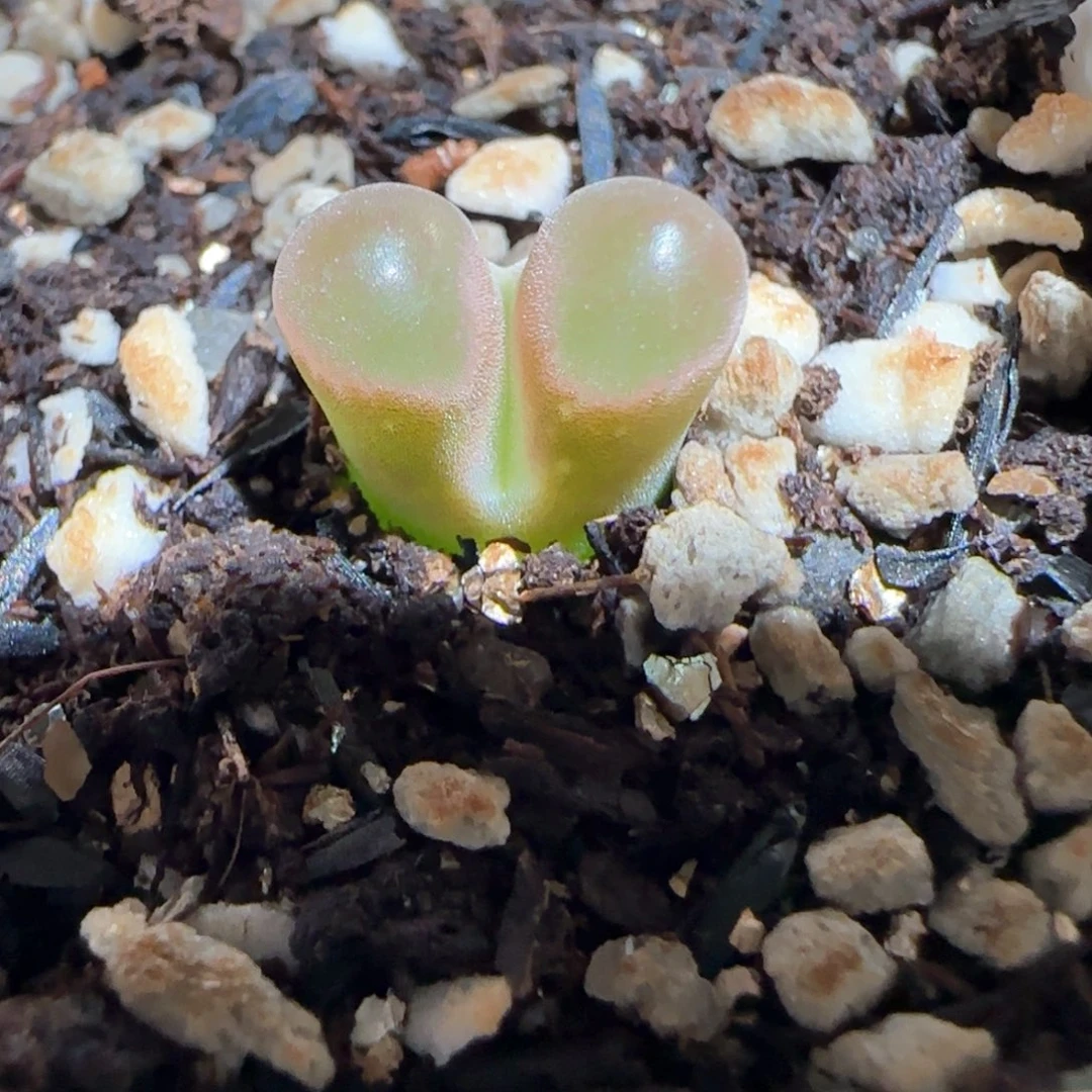 肉锥多肉植物百科-磁铁308