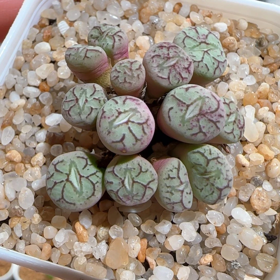 肉锥多肉植物百科1698