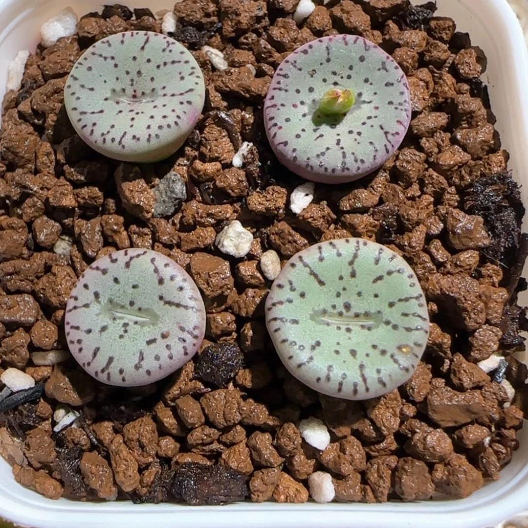 肉锥多肉植物百科-紫色荷叶安贞840